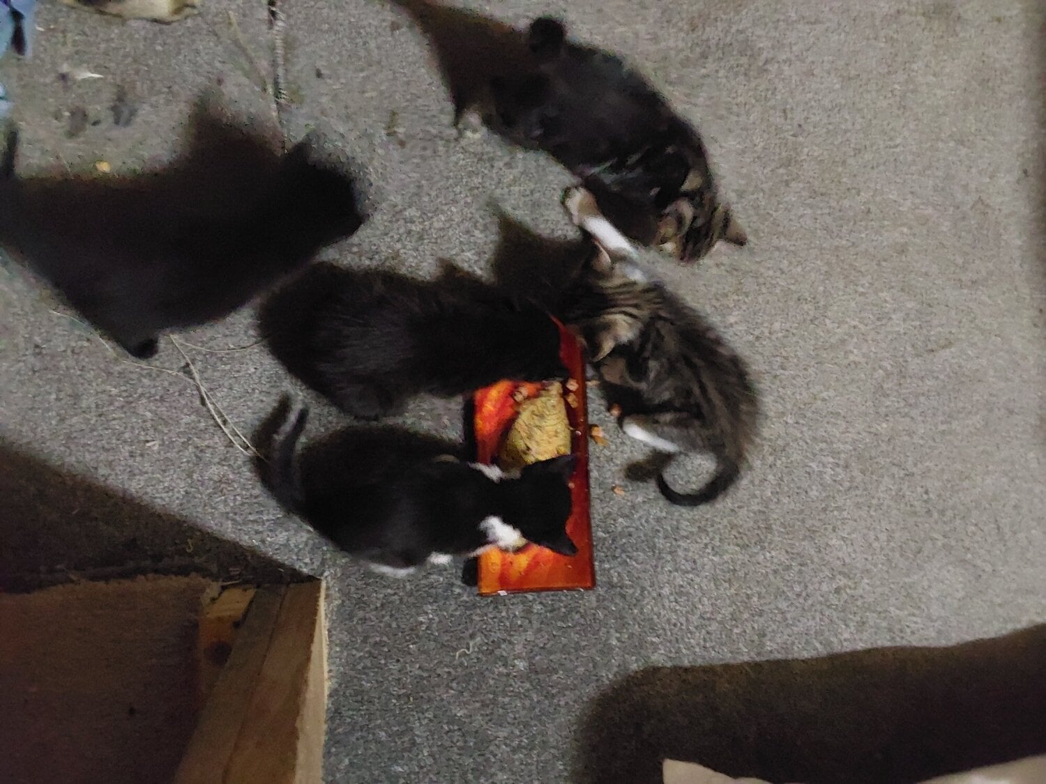 Bexhill-On-Sea 5 x Kittens, 2x Bengal mixed, B&W, 2x Black 