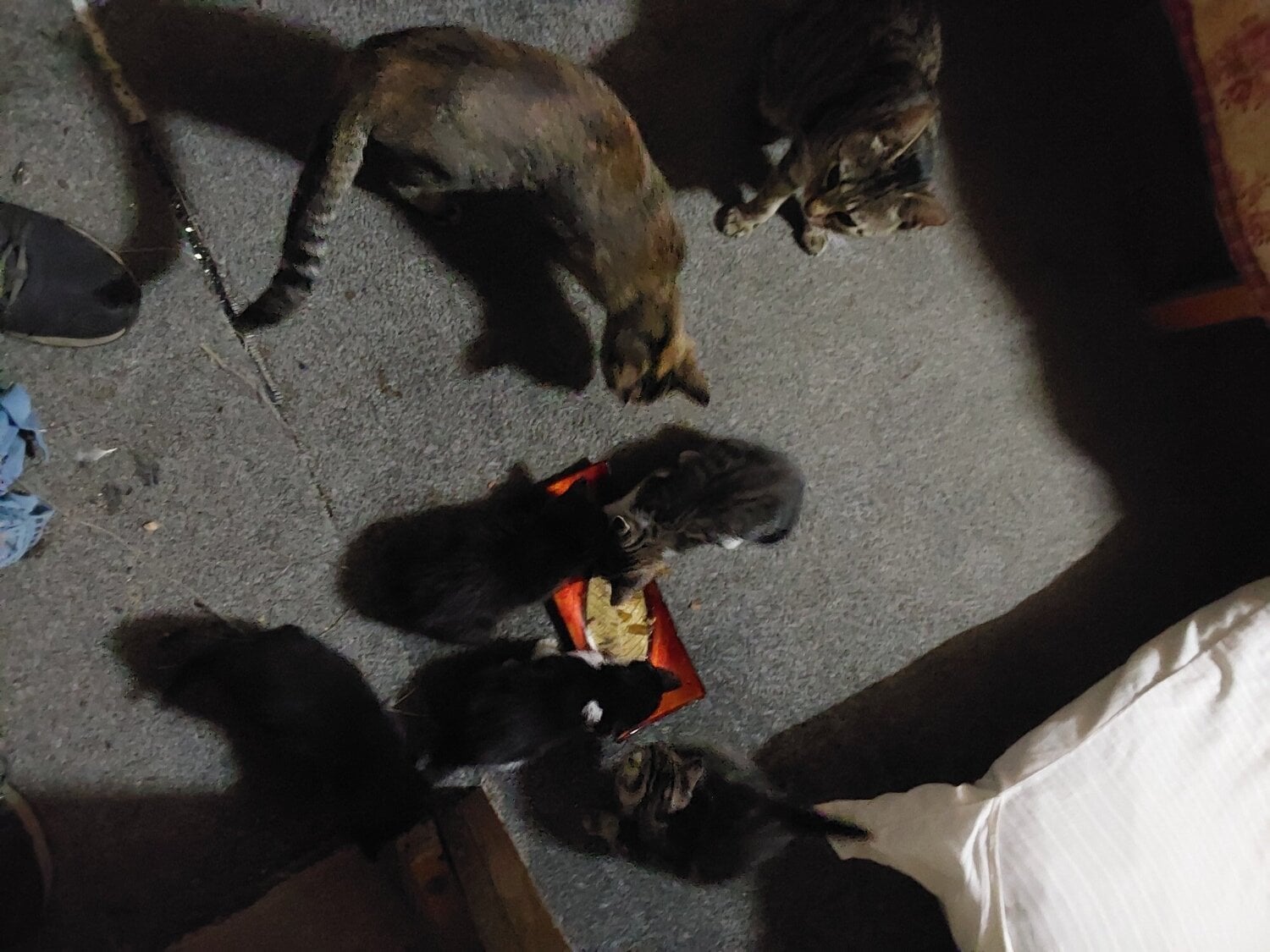 5 x Kittens, 2x Bengal mixed, B&W, 2x Black  - Cats & Kittens in Bexhill-On-Sea