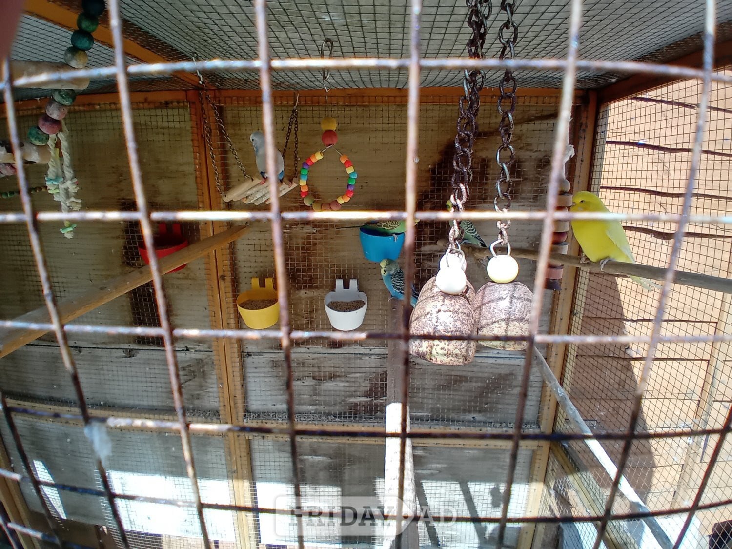 Budgies and aviary 