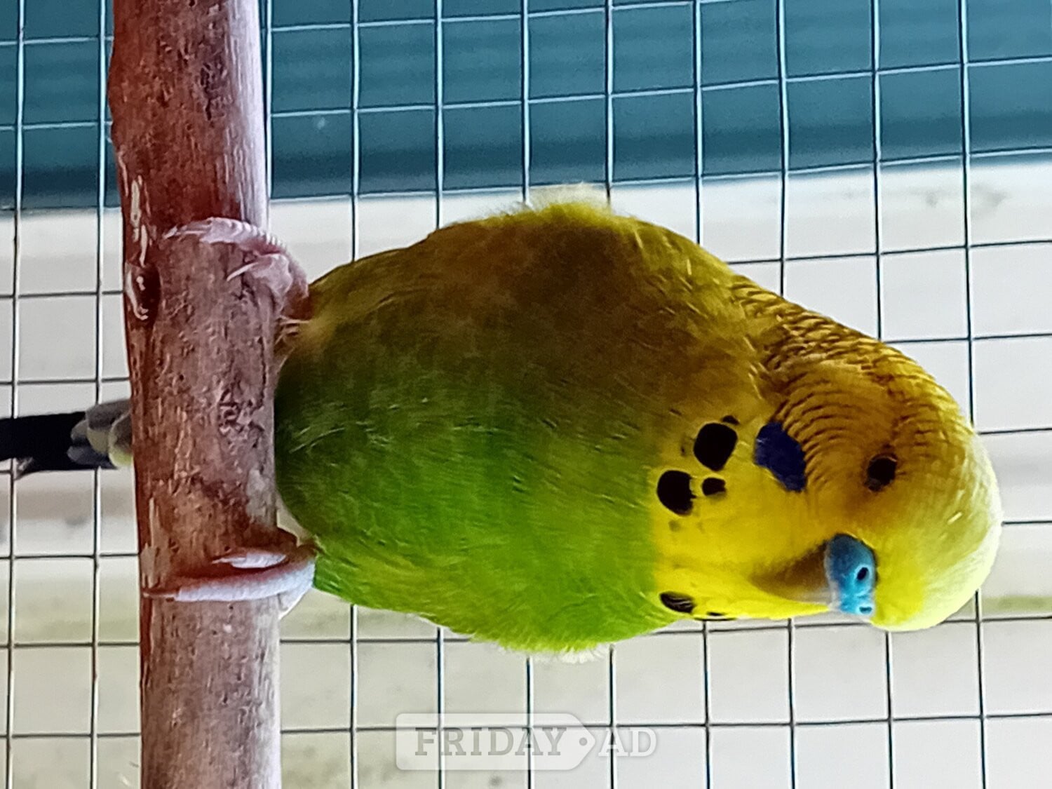 Bristol Budgies and aviary 