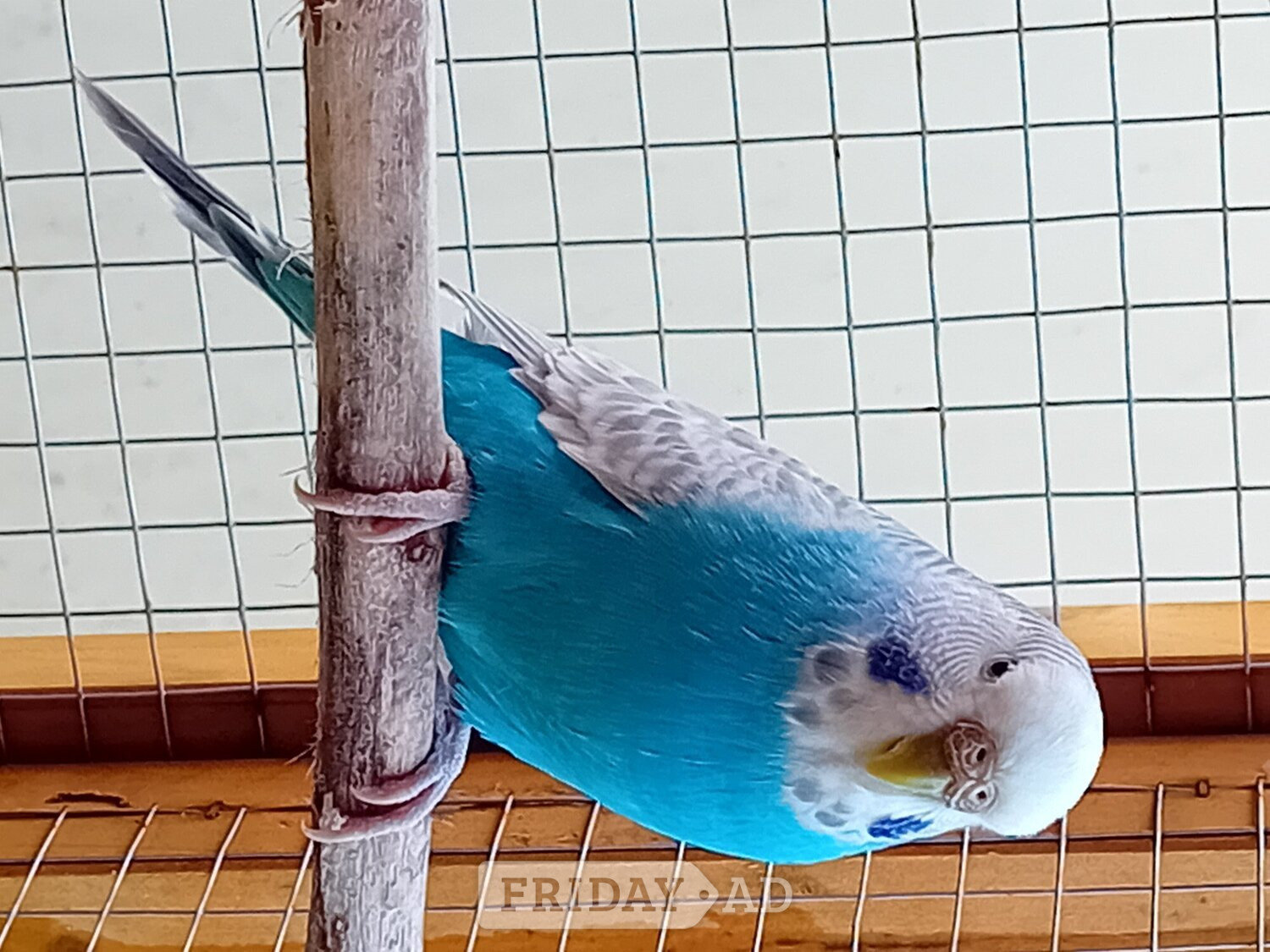 Budgies and aviary  - Birds in Bristol