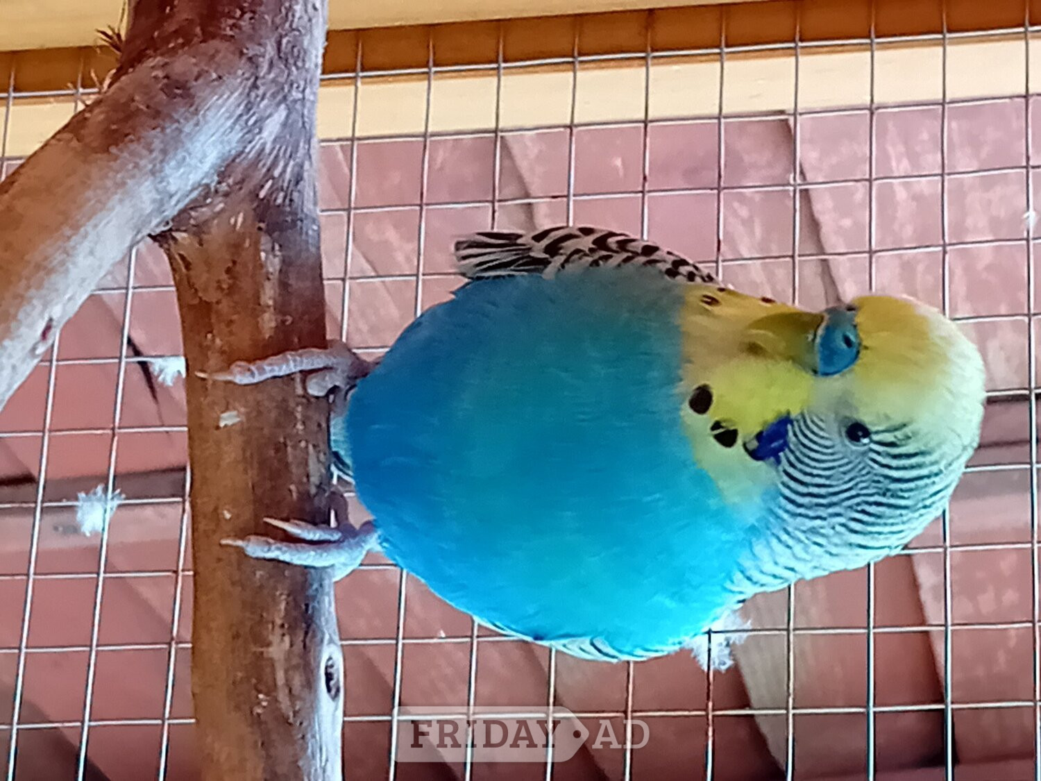 Budgies and aviary  - Birds