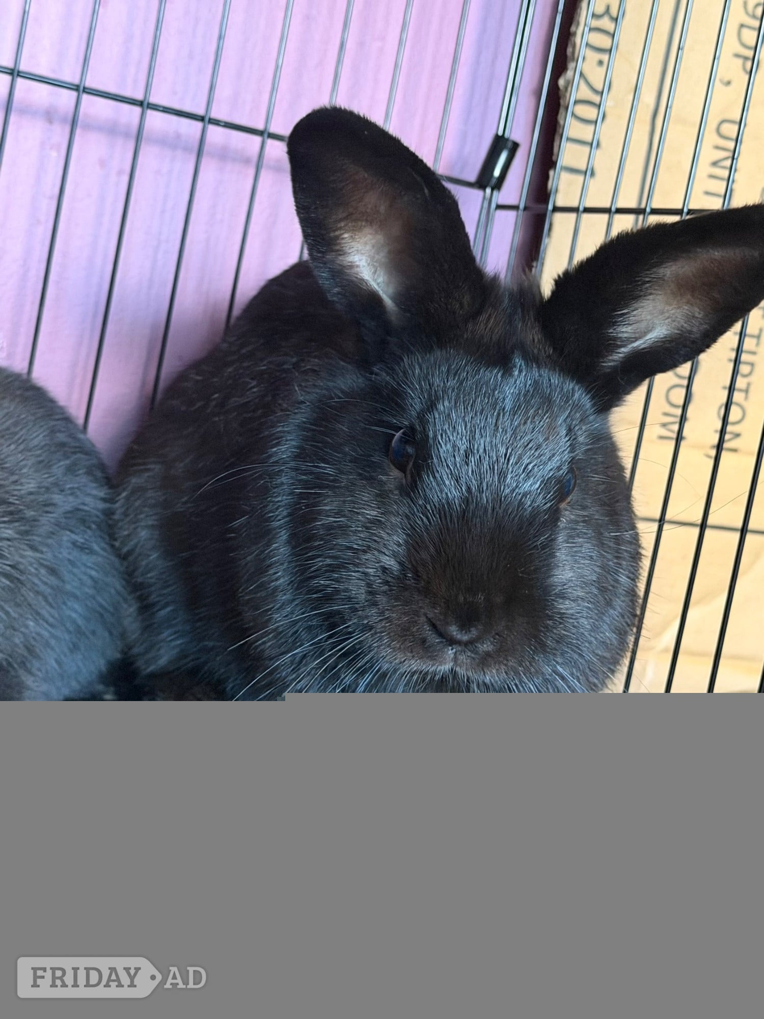 Beautiful bunnies for sale