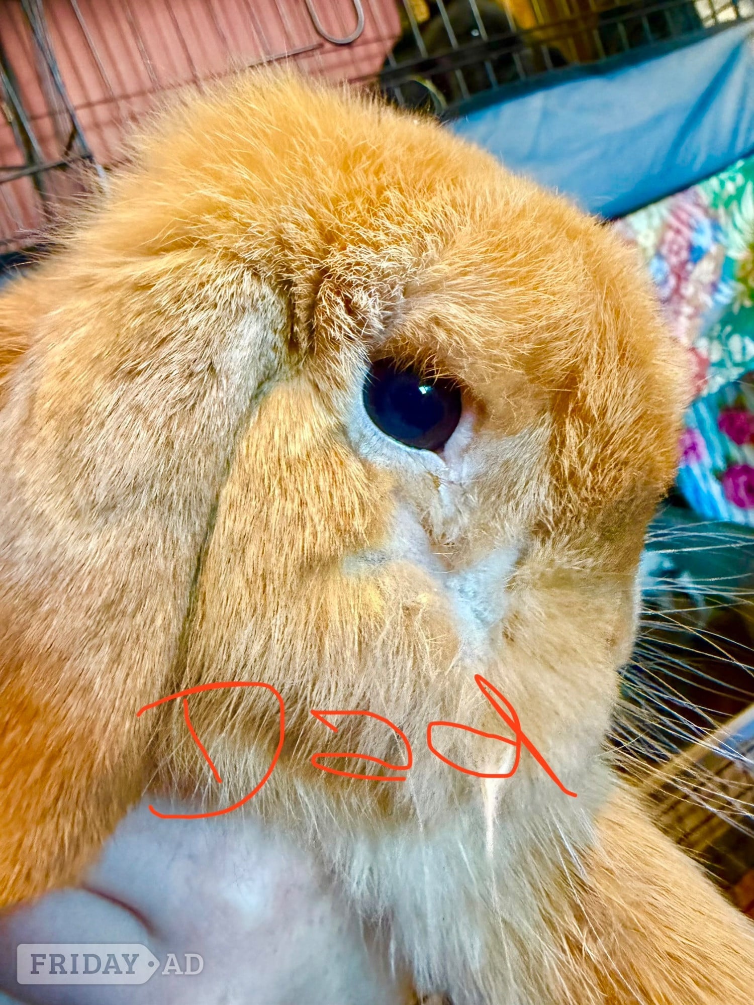 Wadhurst Beautiful bunnies for sale