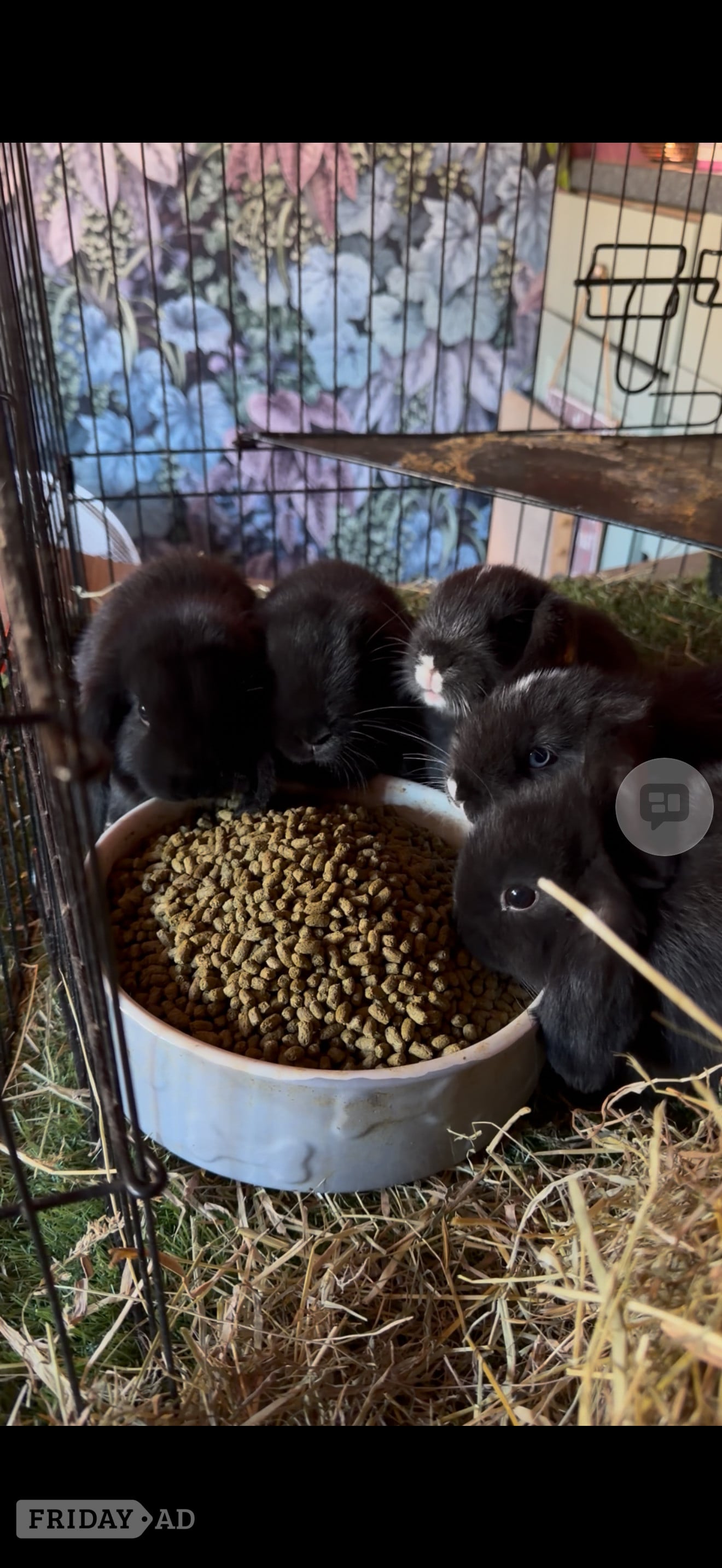 Beautiful bunnies for sale - Rabbits in Wadhurst