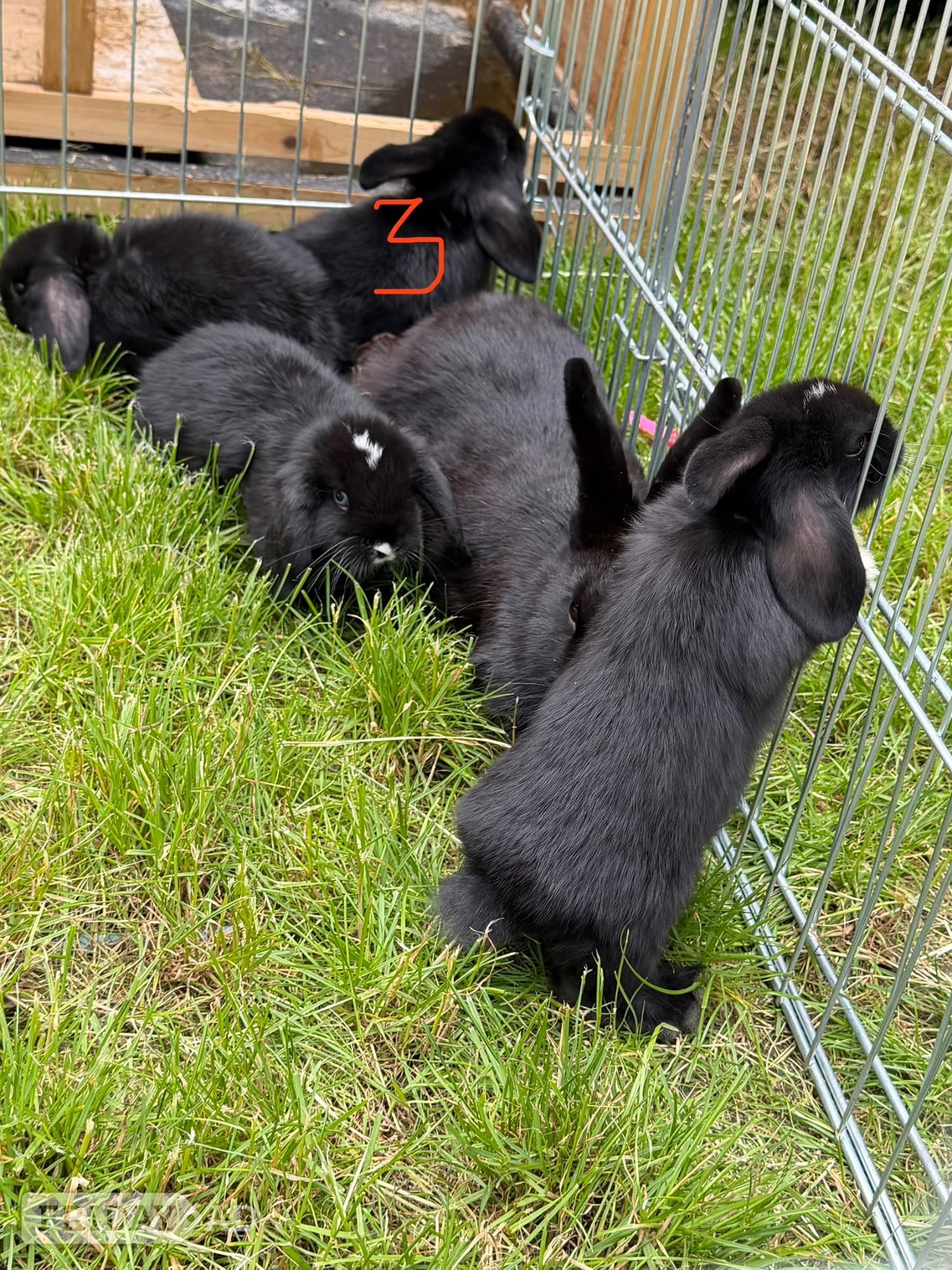 Beautiful bunnies for sale - Rabbits
