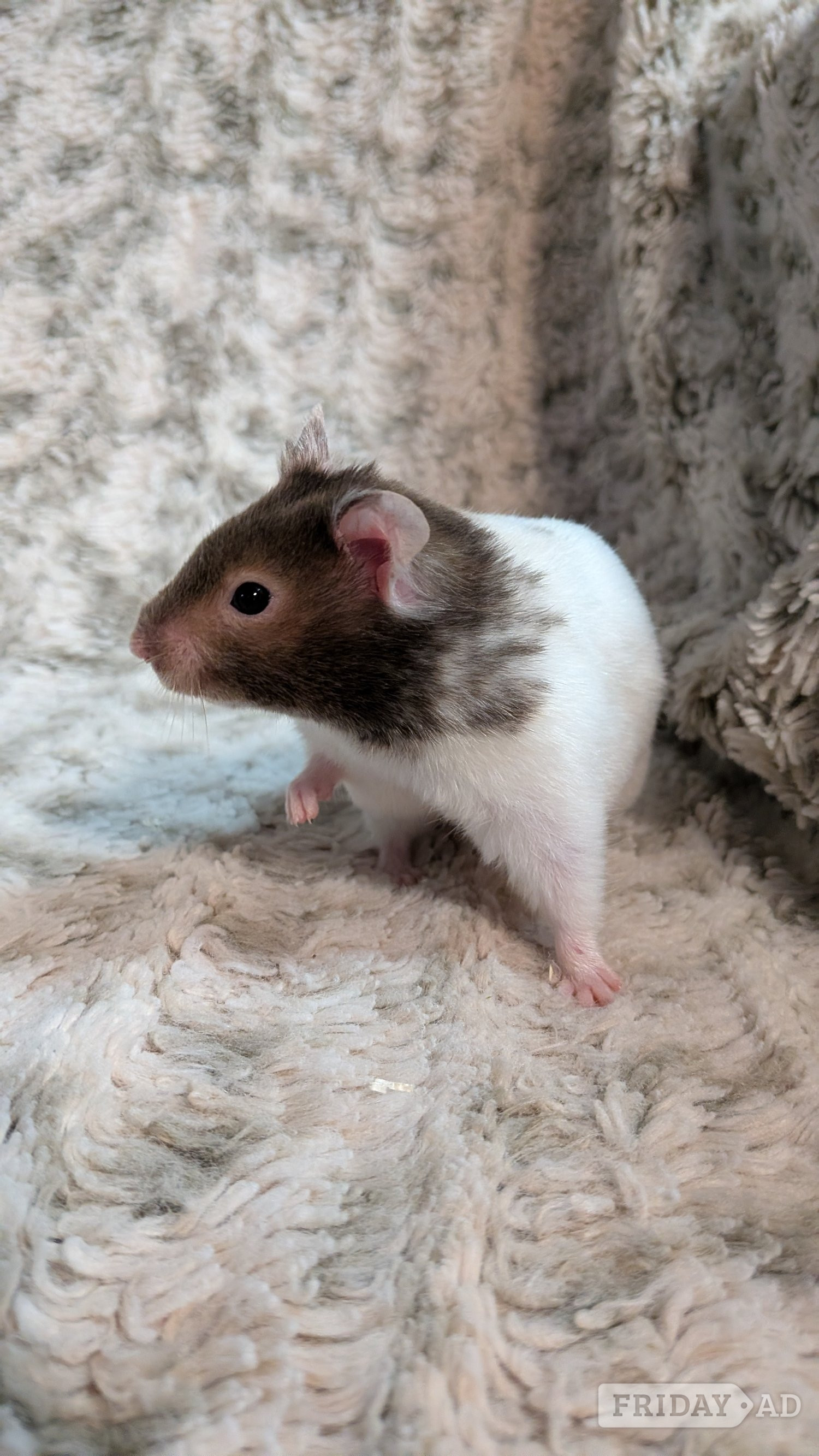 Two Syrian hamsters