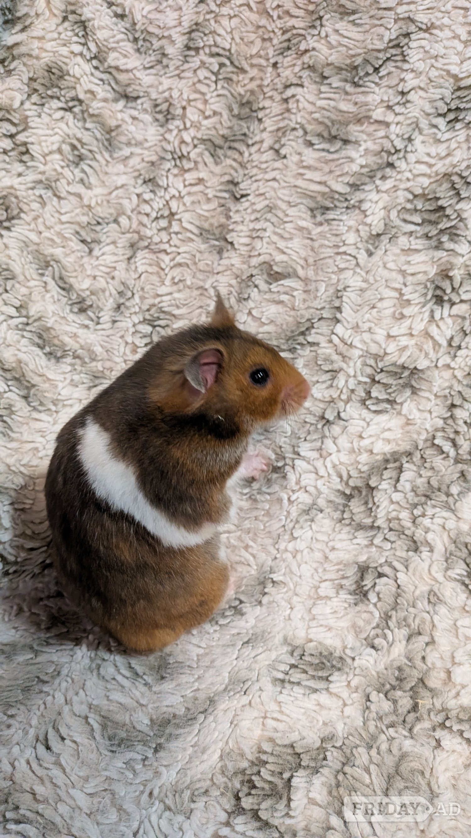 Crowborough Two Syrian hamsters