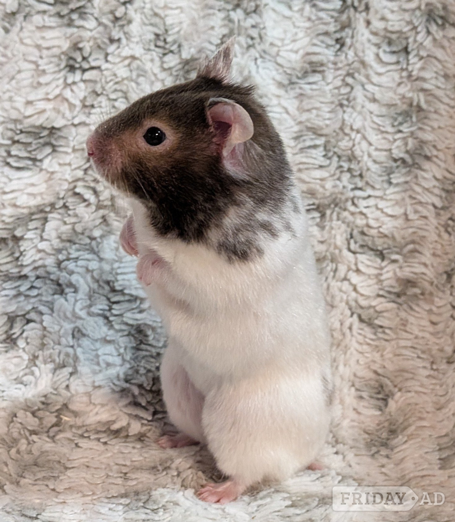 Two Syrian hamsters - Guinea Pigs & Small Furries in Crowborough