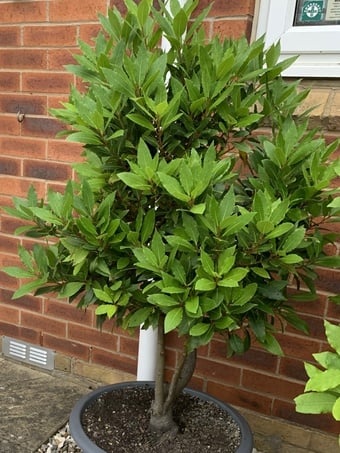 BAY TREE (LAURUS NOBILIS)