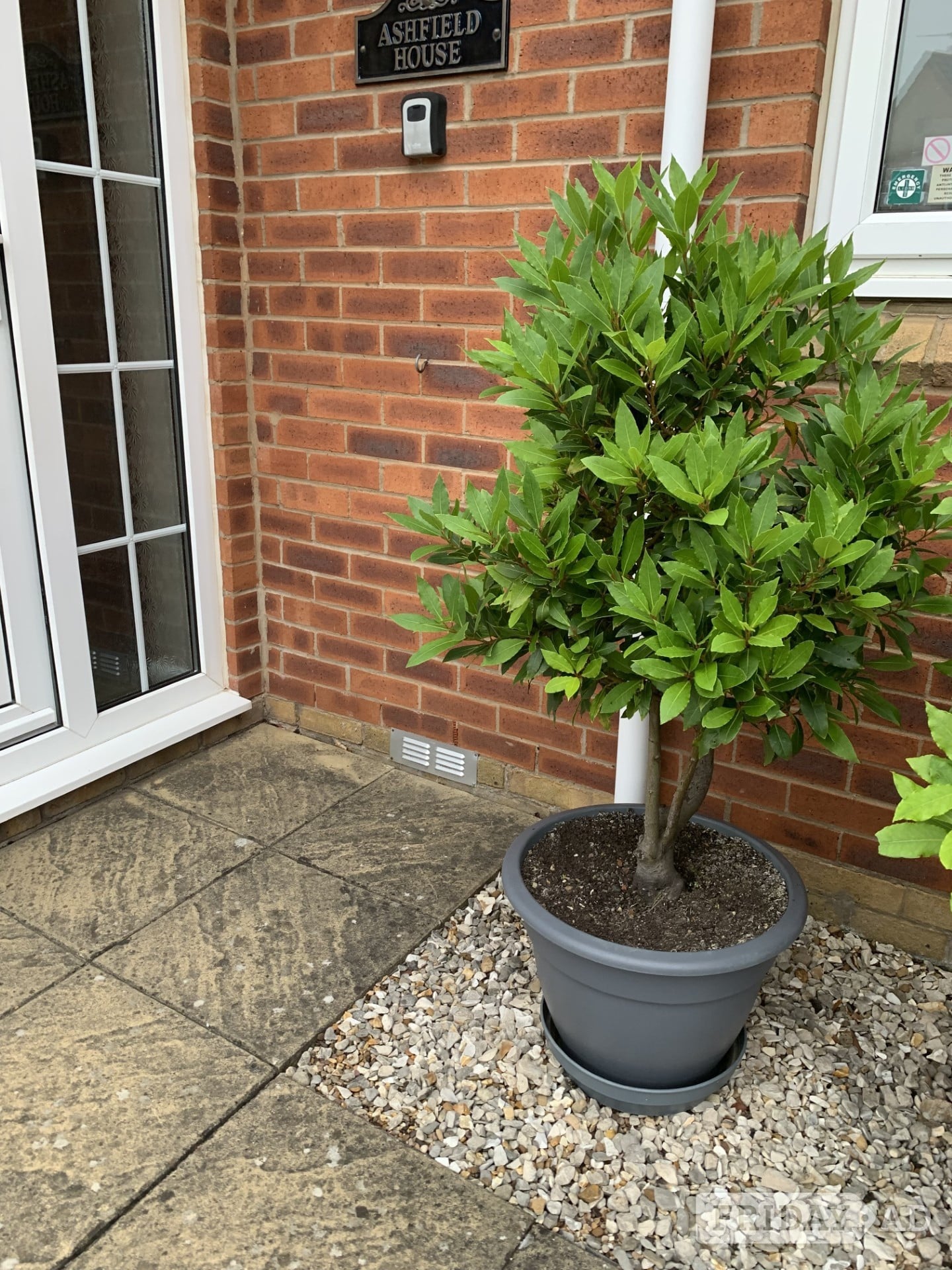 BAY TREE (LAURUS NOBILIS)