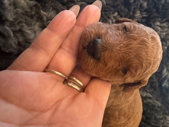 Red Toy poodle PuppieP