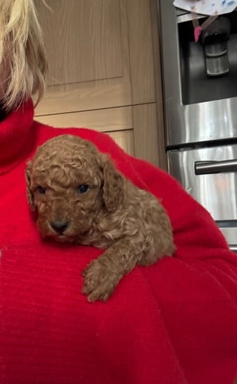 Red Toy poodle PuppieP