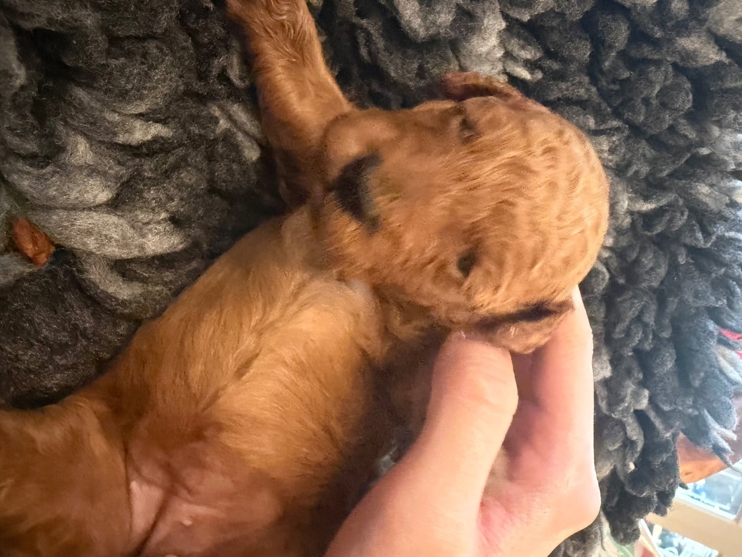 Red Toy poodle PuppieP