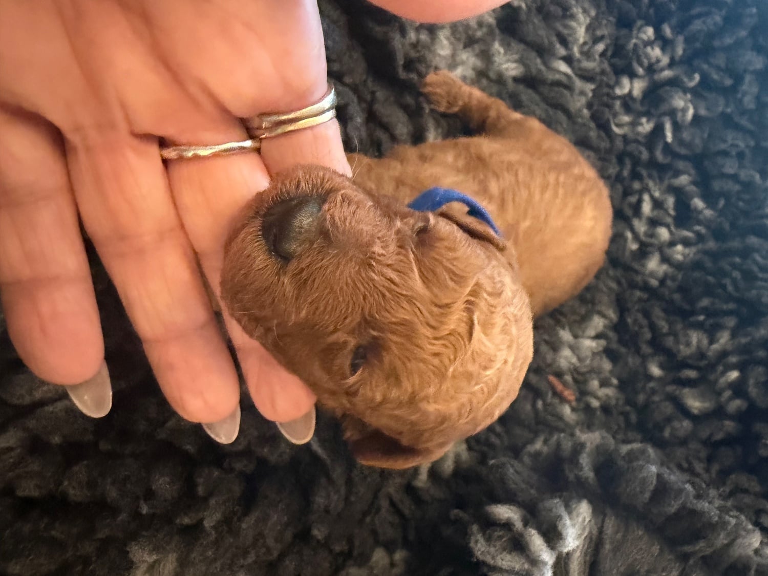 Wimborne Red Toy poodle PuppieP