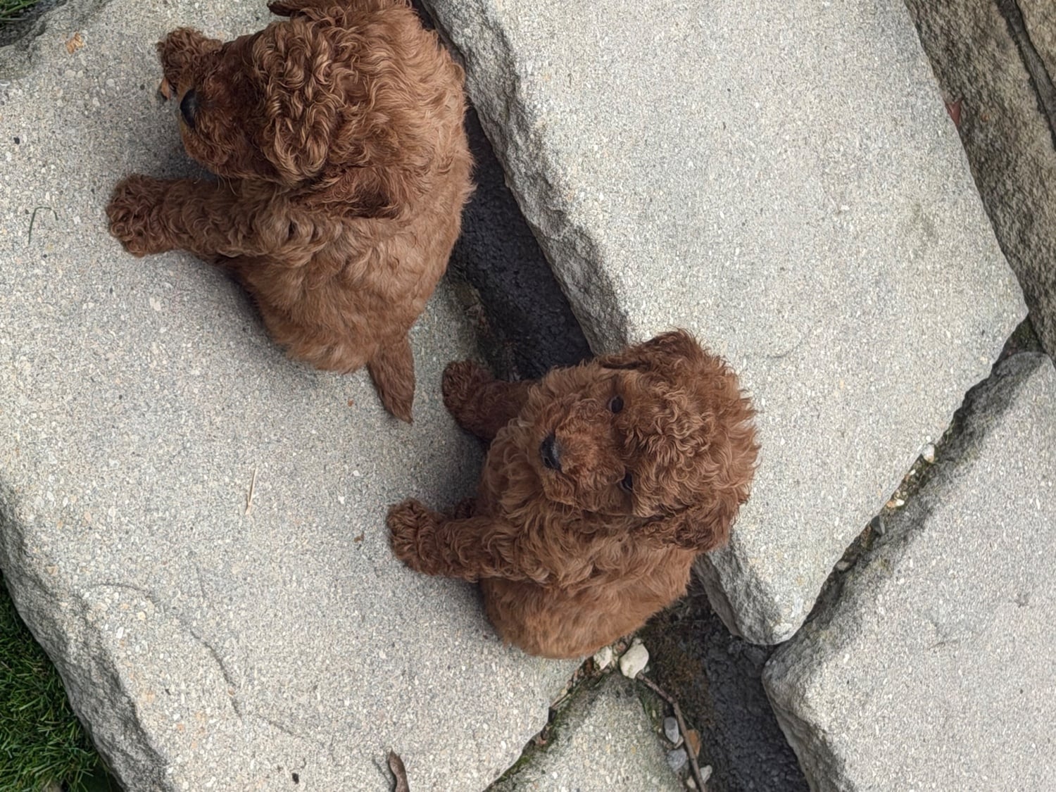 Red Toy poodle PuppieP - Dogs & Puppies in Wimborne