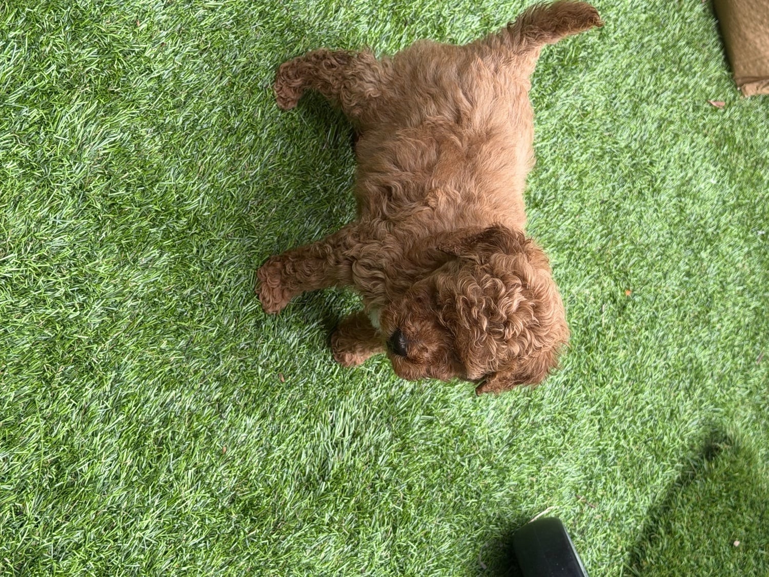 Red Toy poodle PuppieP - Dogs & Puppies