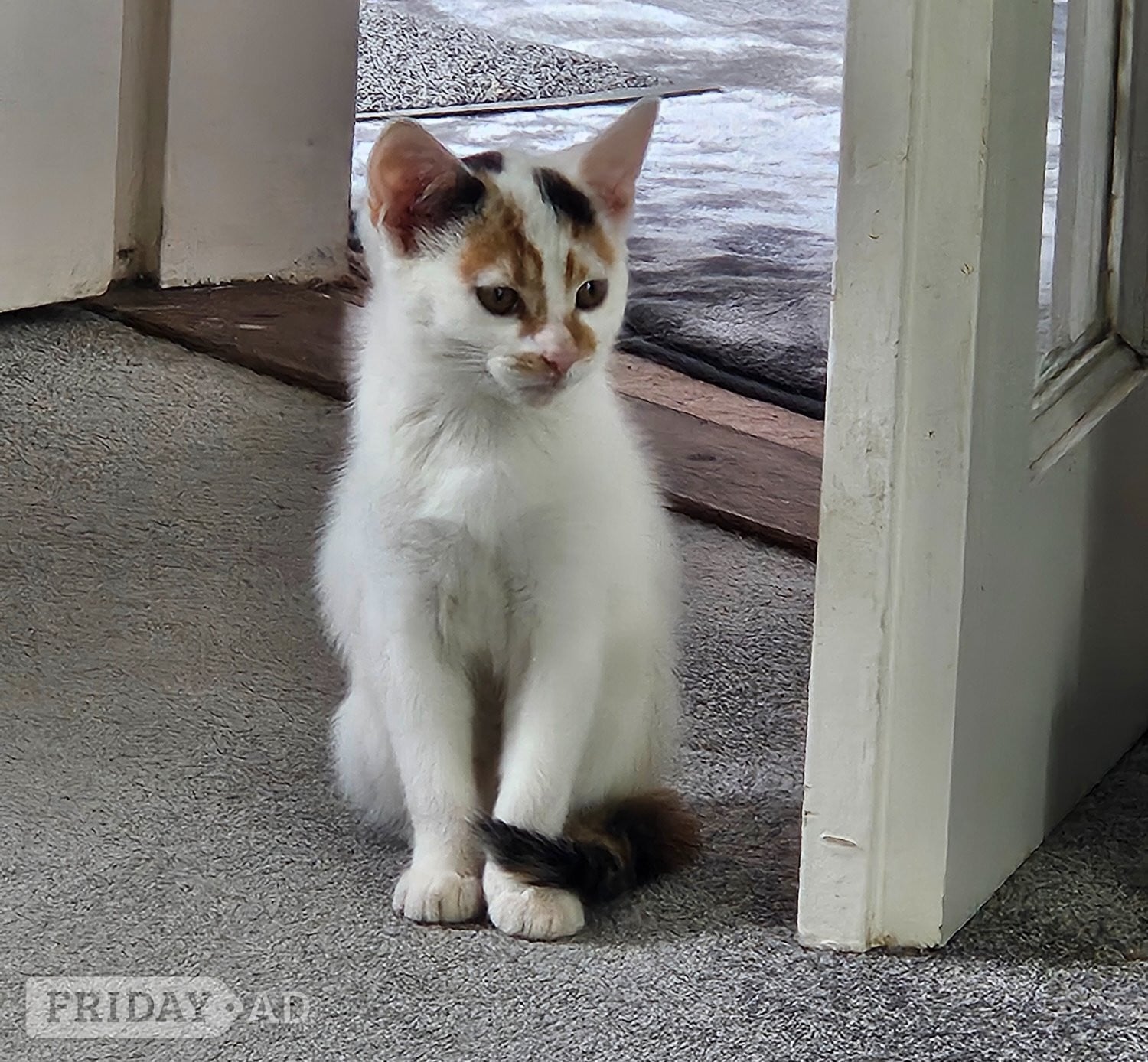 Beautiful Kittens Need Forever Home  in Uckfield