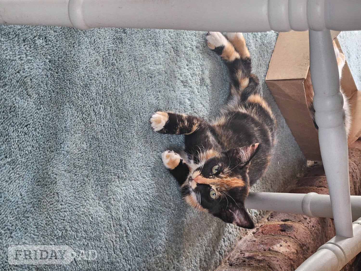 Beautiful Kittens Need Forever Home 
