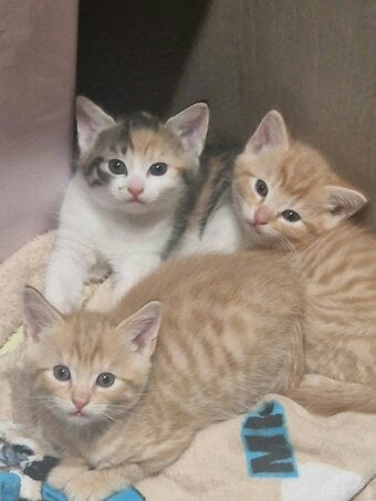 2 ginger, and 1 mixed colour kittens