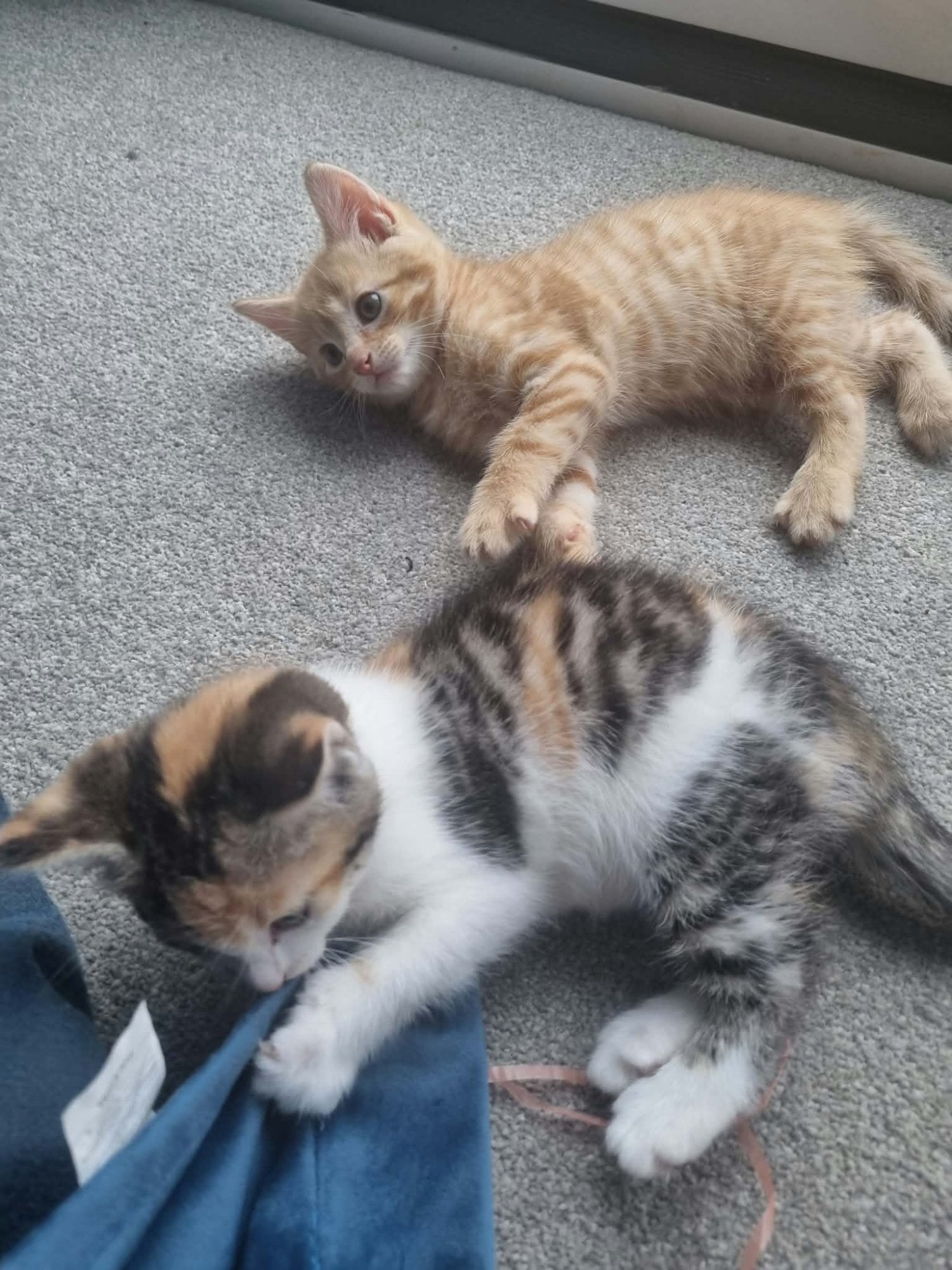 2 ginger, and 1 mixed colour kittens