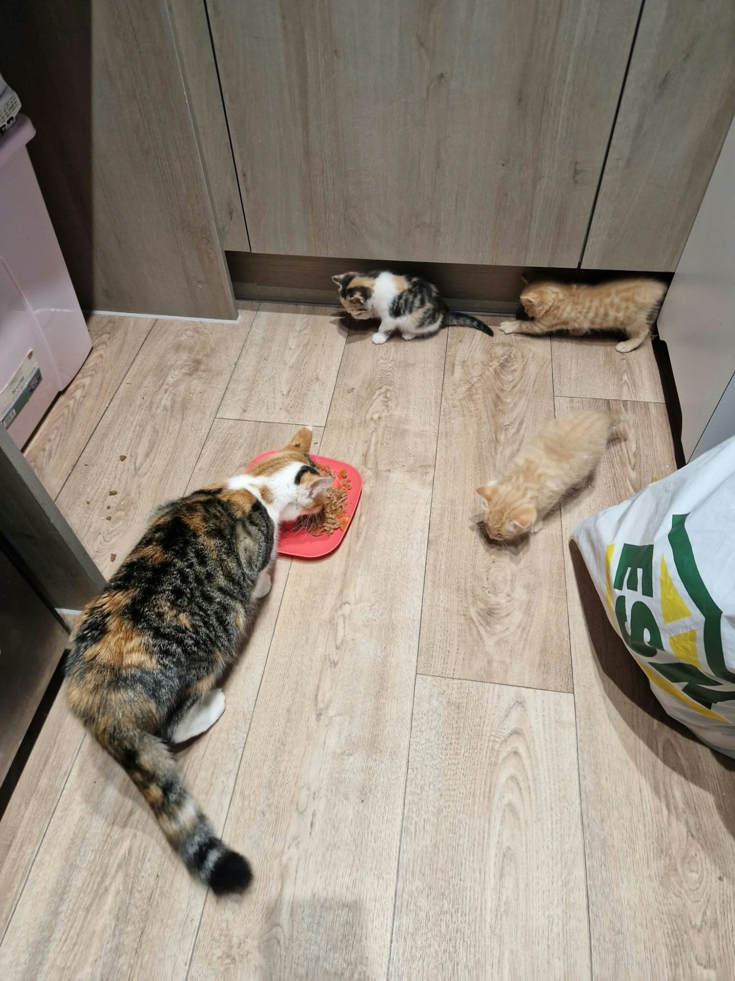Hastings 2 ginger, and 1 mixed colour kittens