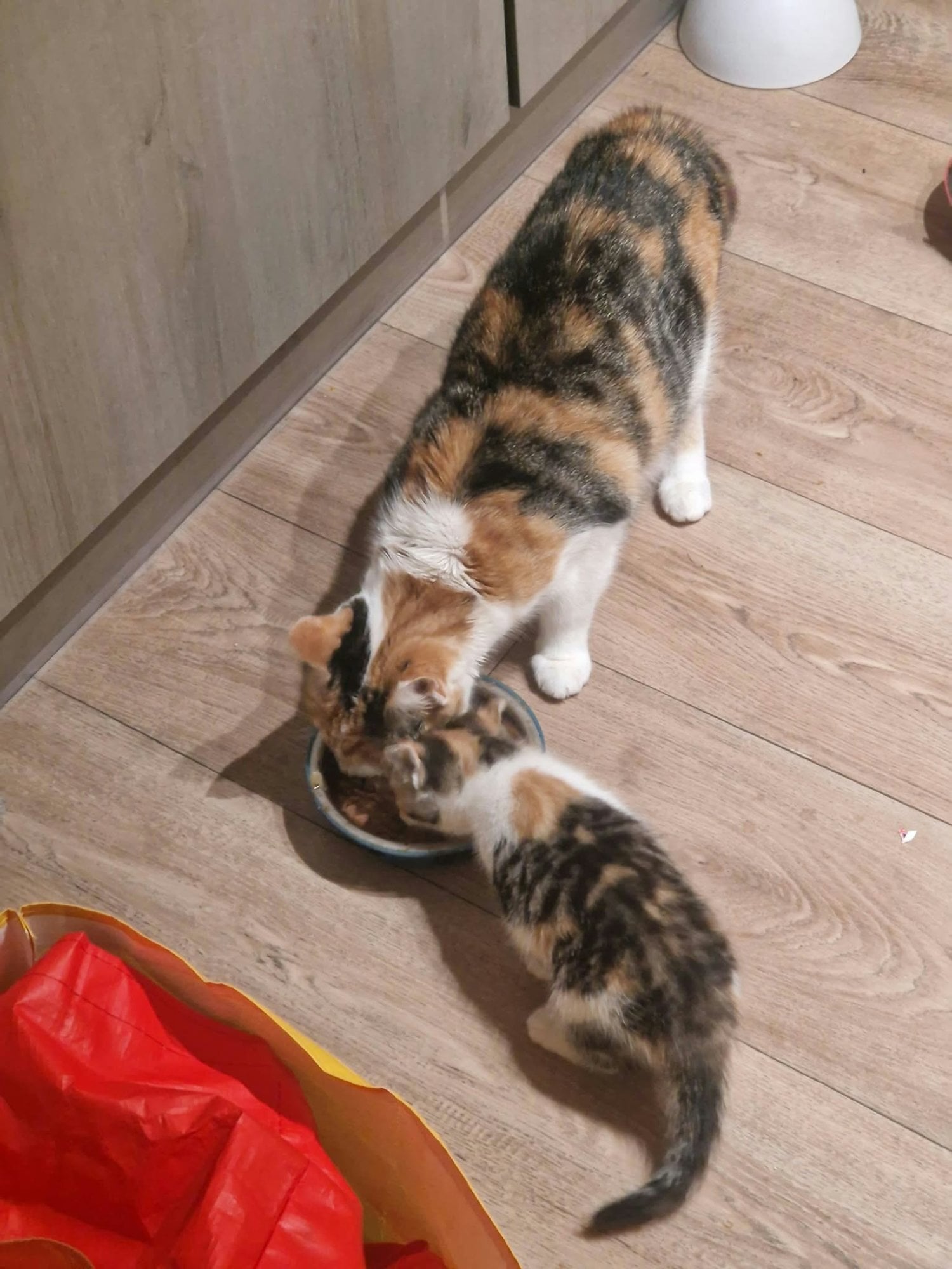 2 ginger, and 1 mixed colour kittens - Cats & Kittens in Hastings