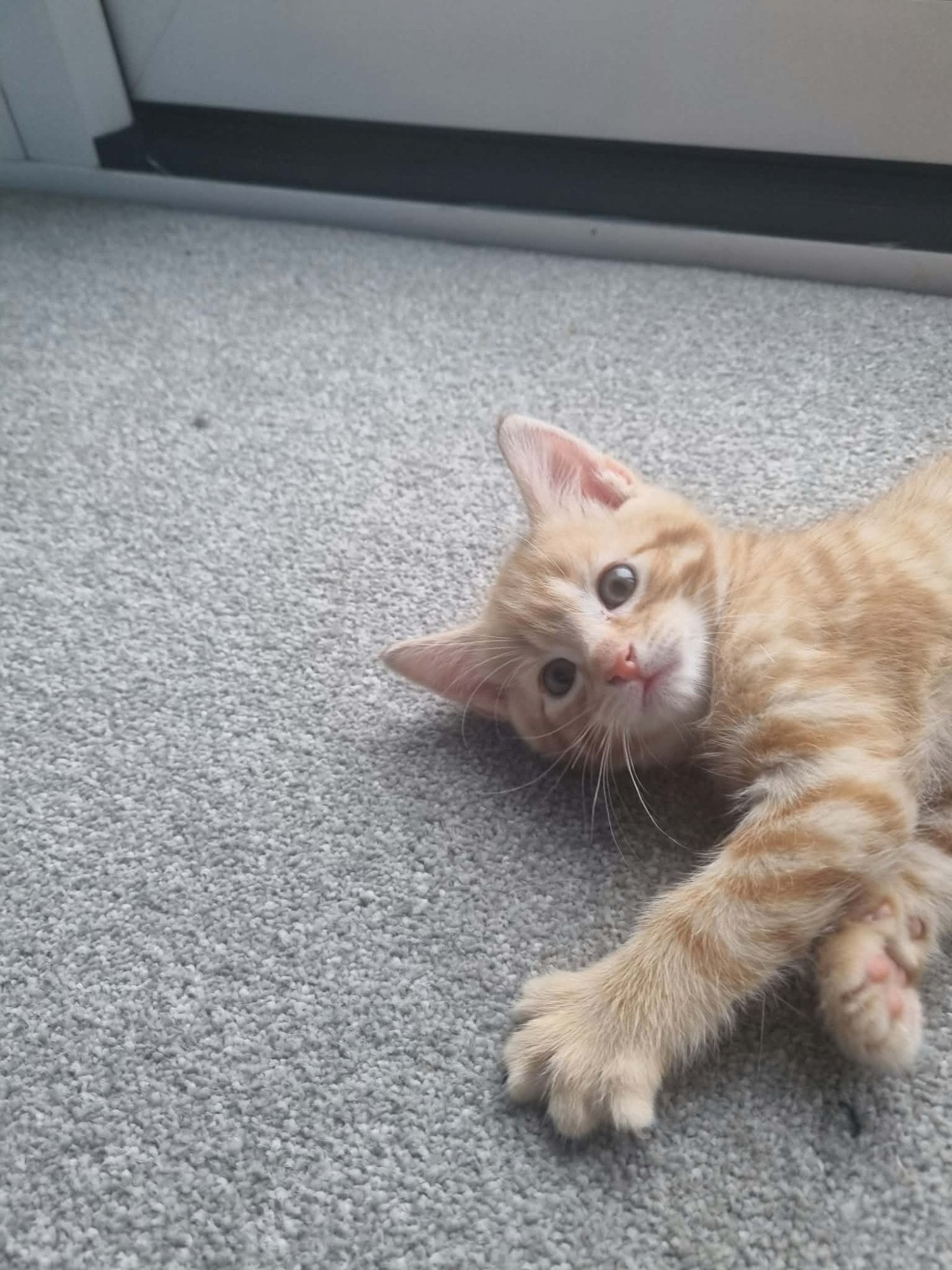2 ginger, and 1 mixed colour kittens - Cats & Kittens