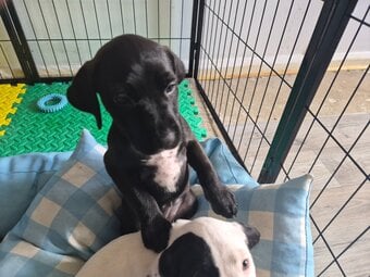 Last remaining Terrier x Cocker Spaniel puppy for sale. 