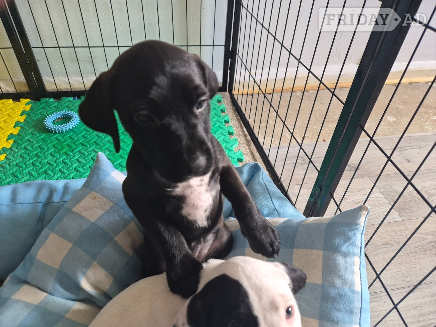 Last remaining Terrier x Cocker Spaniel puppy for sale.  in Eastbourne