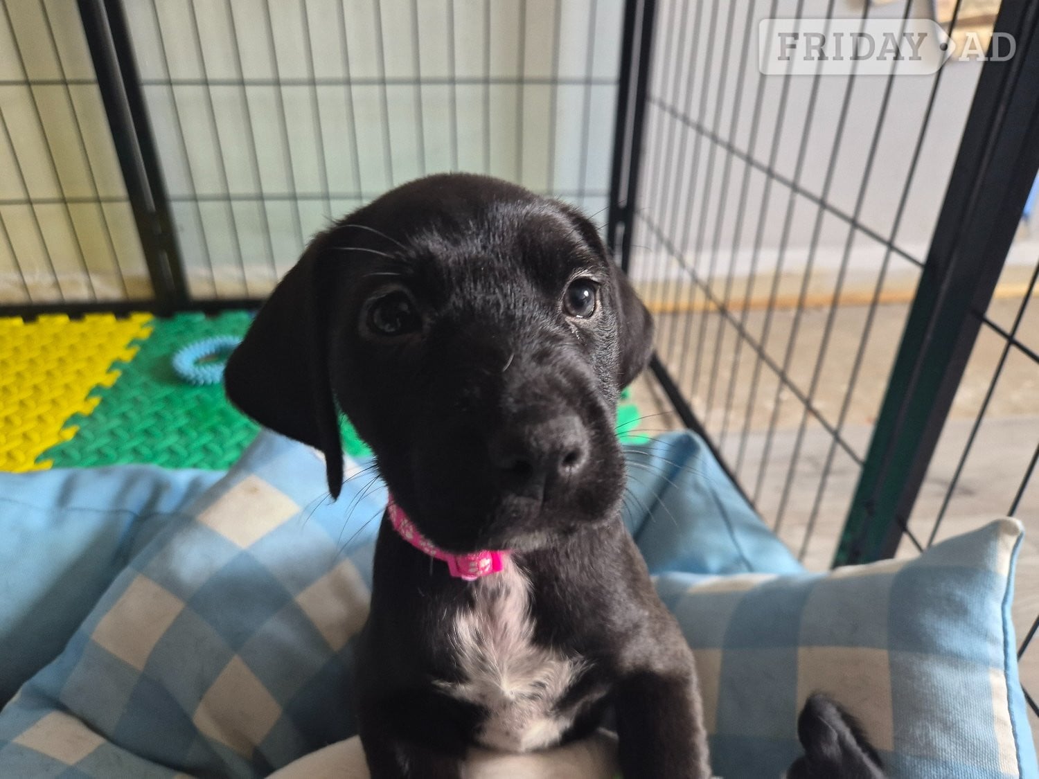 Eastbourne Last remaining Terrier x Cocker Spaniel puppy for sale. 
