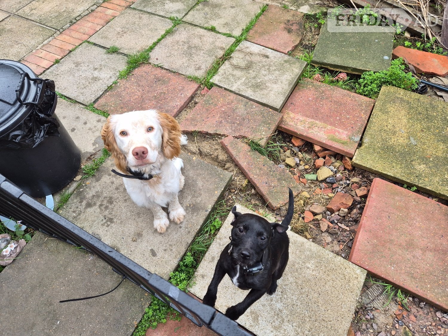 Last remaining Terrier x Cocker Spaniel puppy for sale.  - Dogs & Puppies in Eastbourne