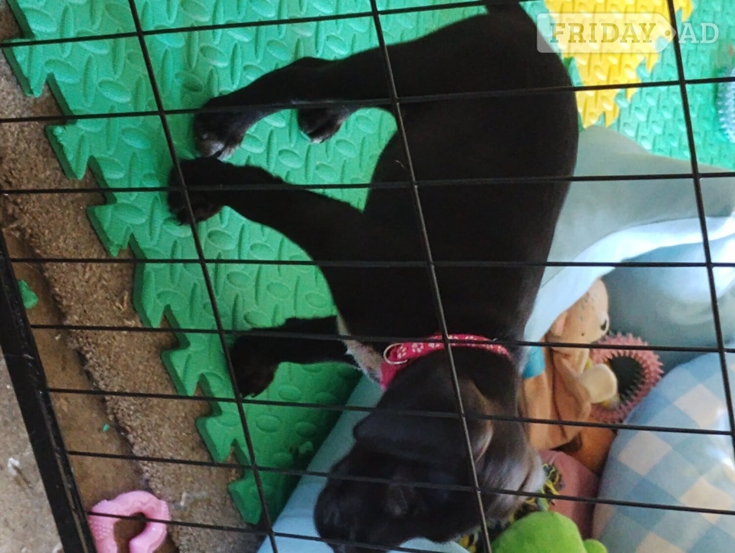 Last remaining Terrier x Cocker Spaniel puppy for sale.  - Dogs & Puppies