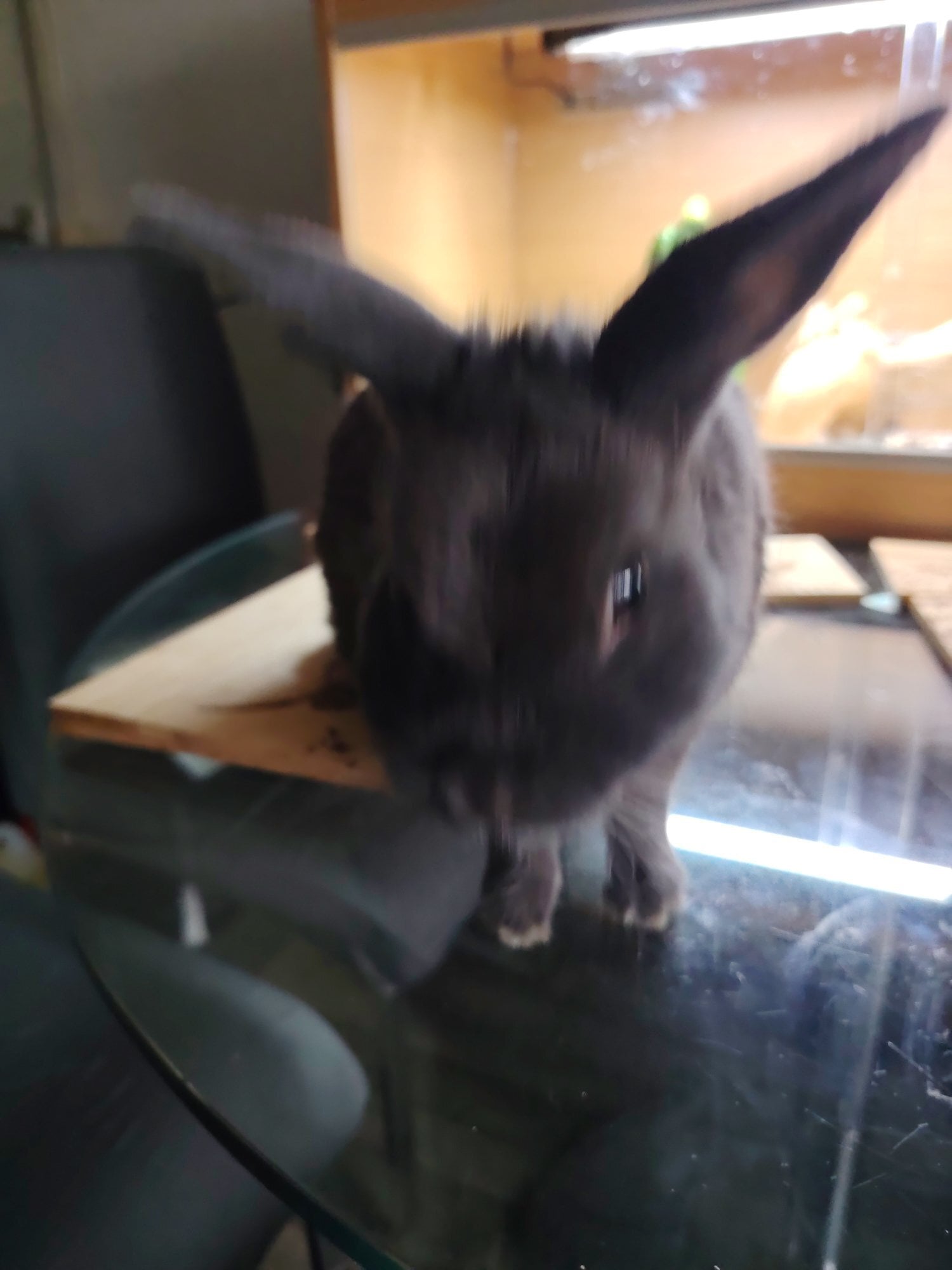 1 Year old Netherland dwarf cross mini lop in Leicester