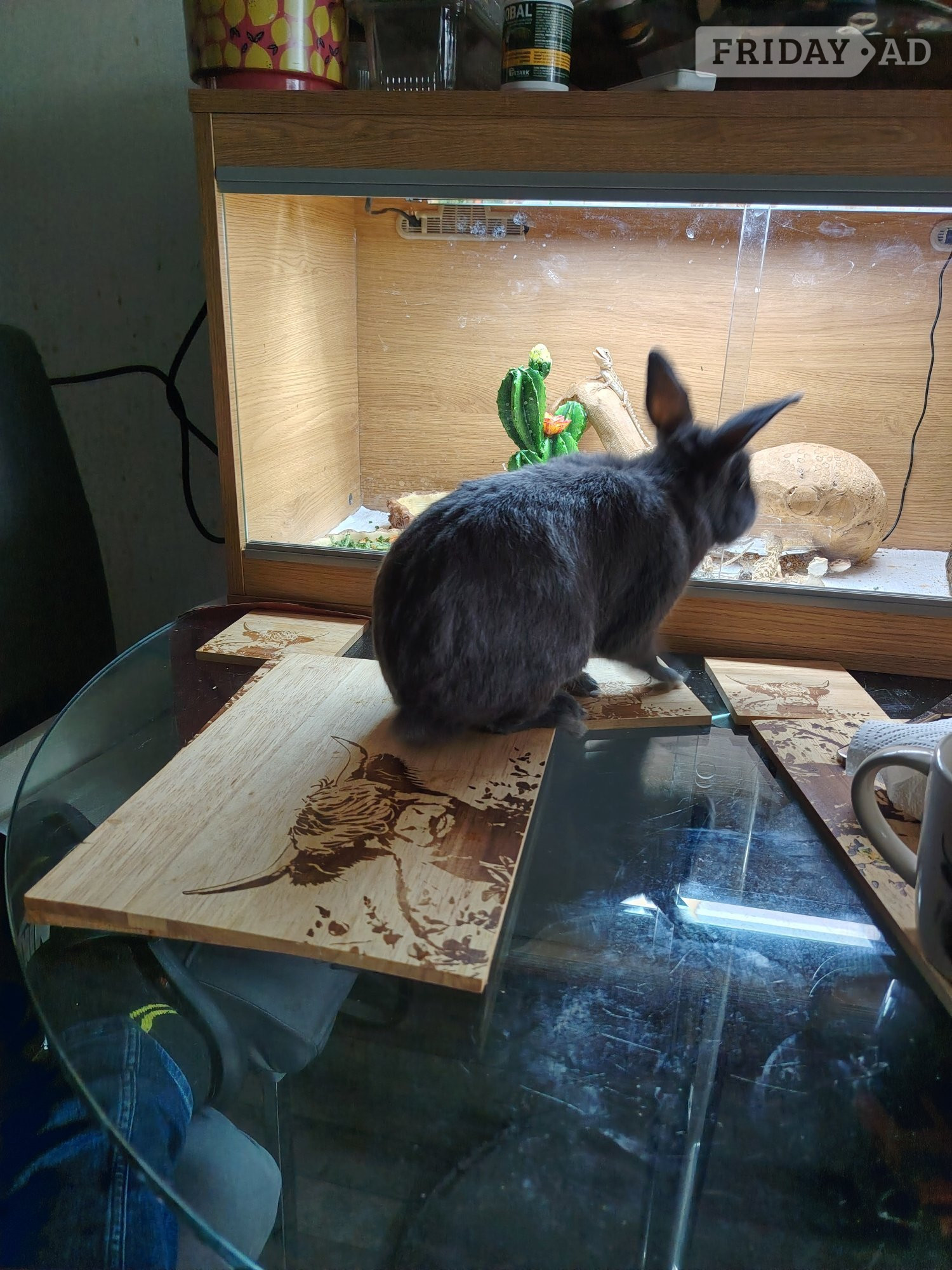 1 Year old Netherland dwarf cross mini lop