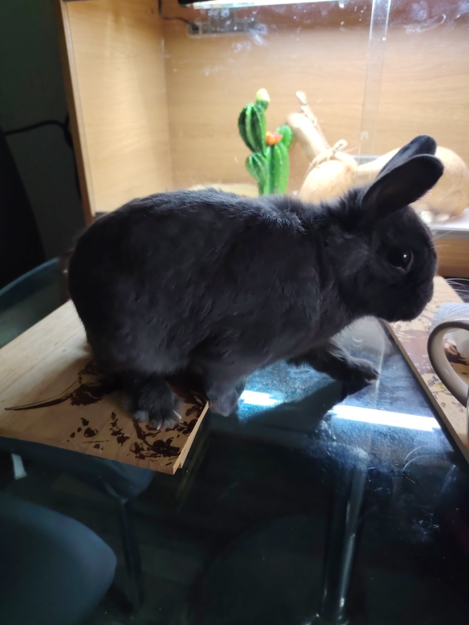 Leicester 1 Year old Netherland dwarf cross mini lop