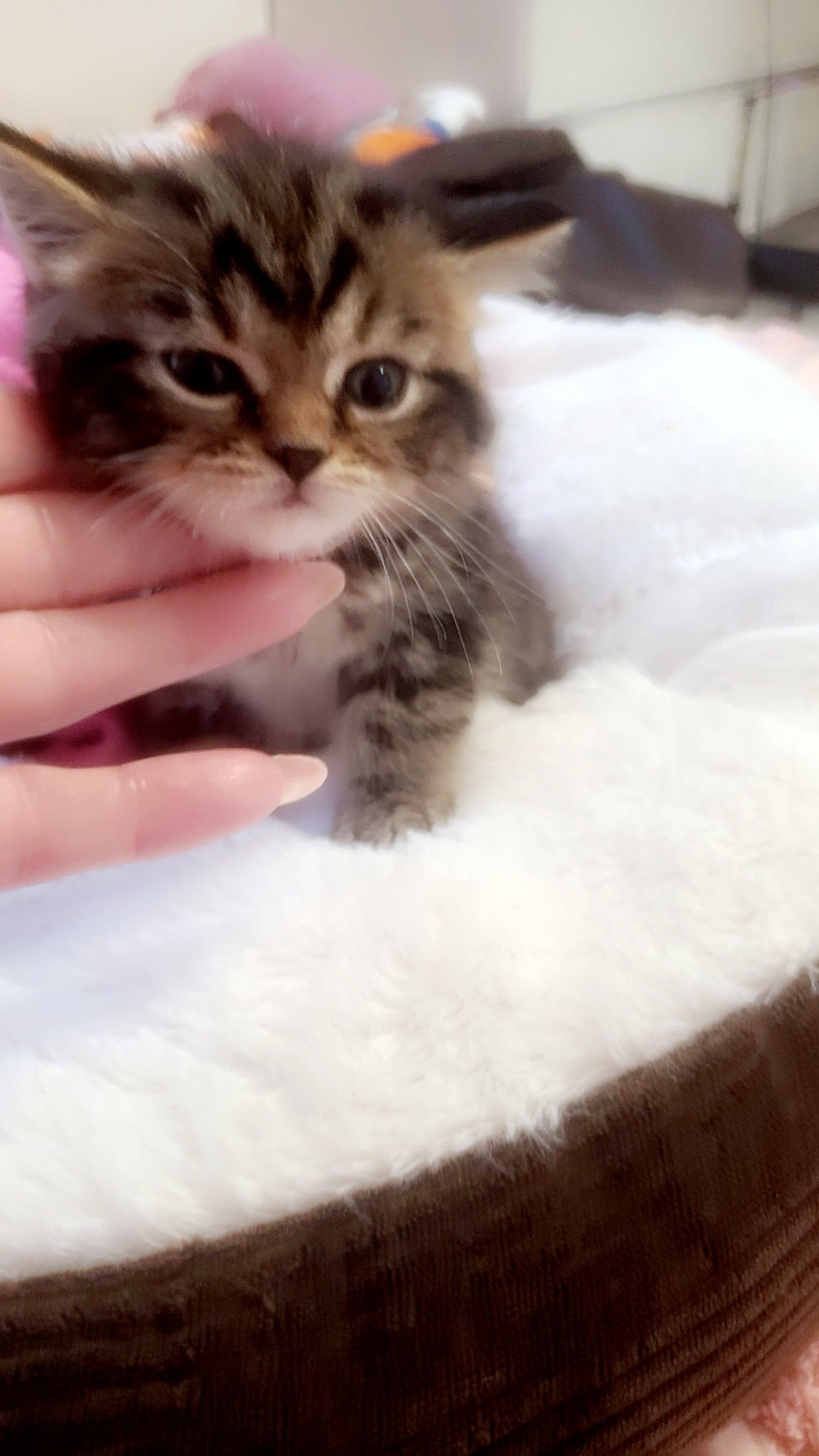 Stunning tabby / British blue kittens 