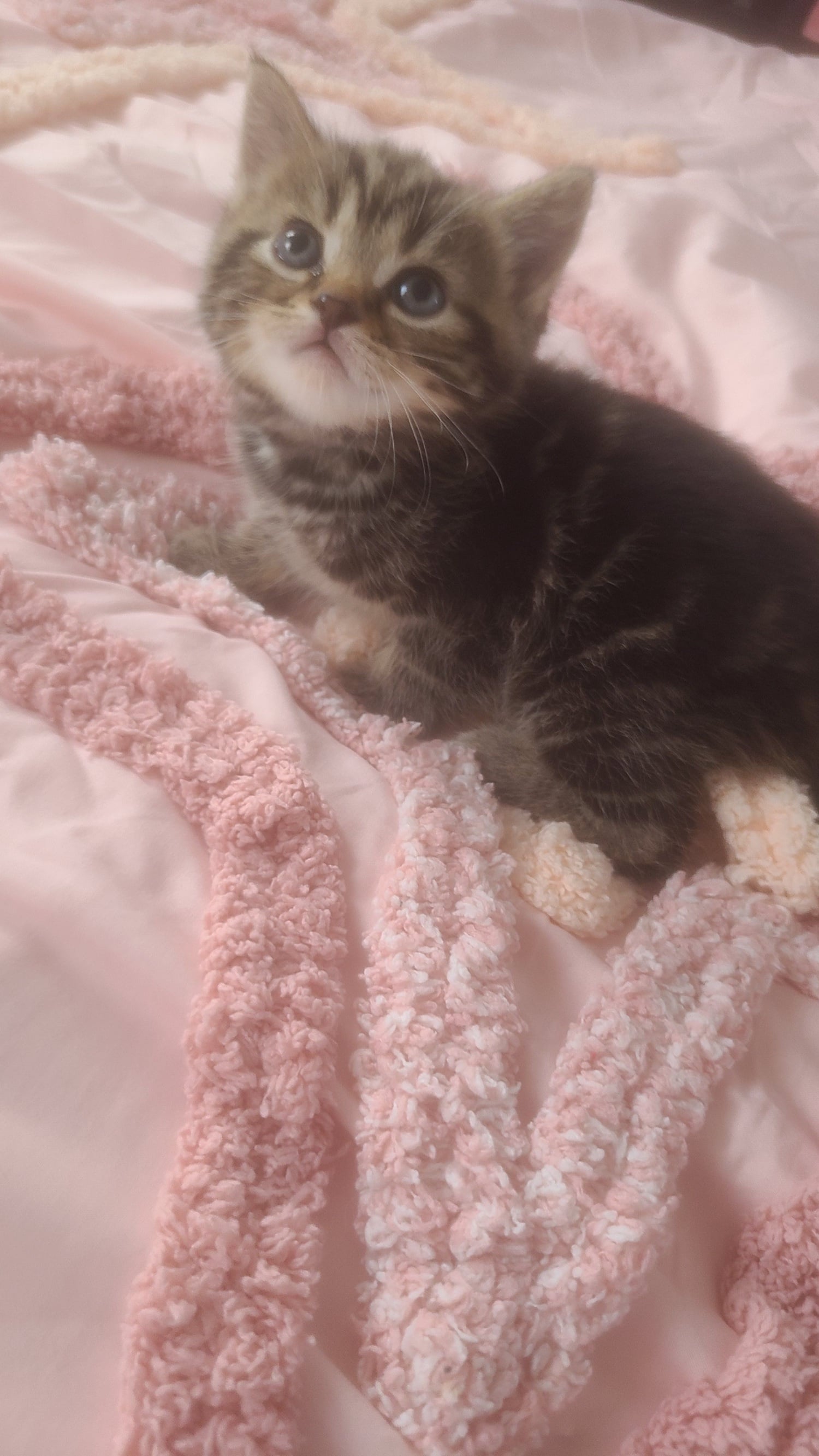 Dunfermline Stunning tabby / British blue kittens 