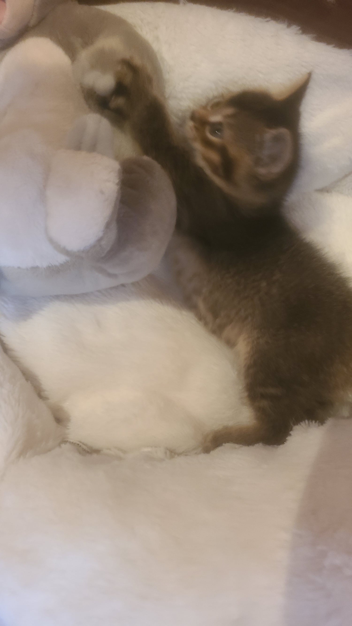Stunning tabby / British blue kittens  - Cats & Kittens in Dunfermline