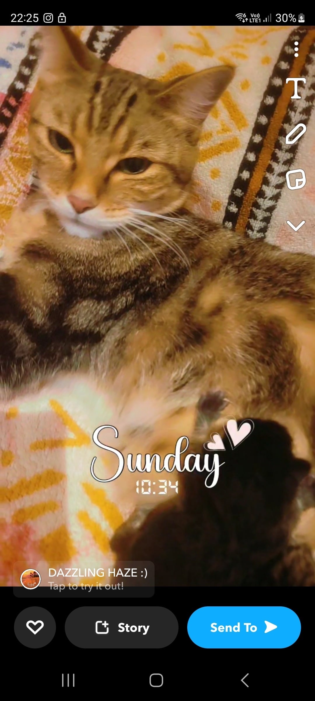 Stunning tabby / British blue kittens  - Cats & Kittens