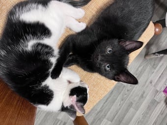 Kittens for sale! 