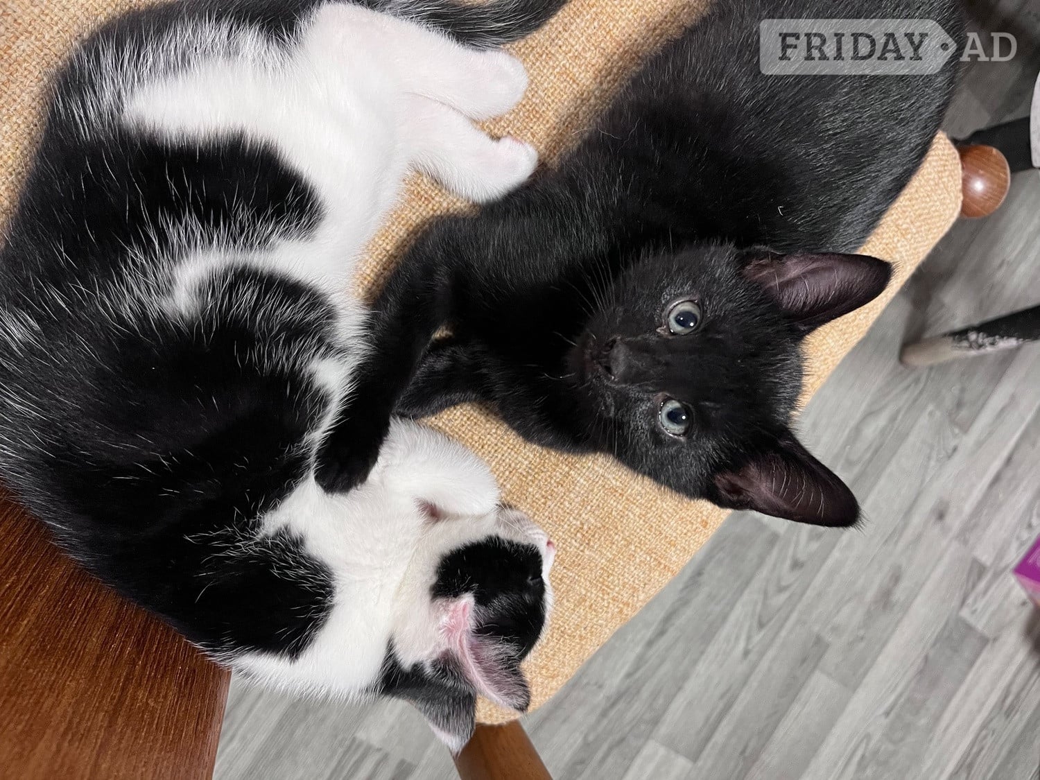 Kittens for sale!  in Heathfield