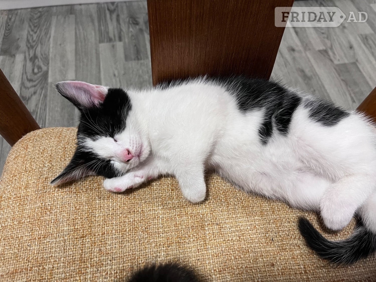 Heathfield Kittens for sale! 