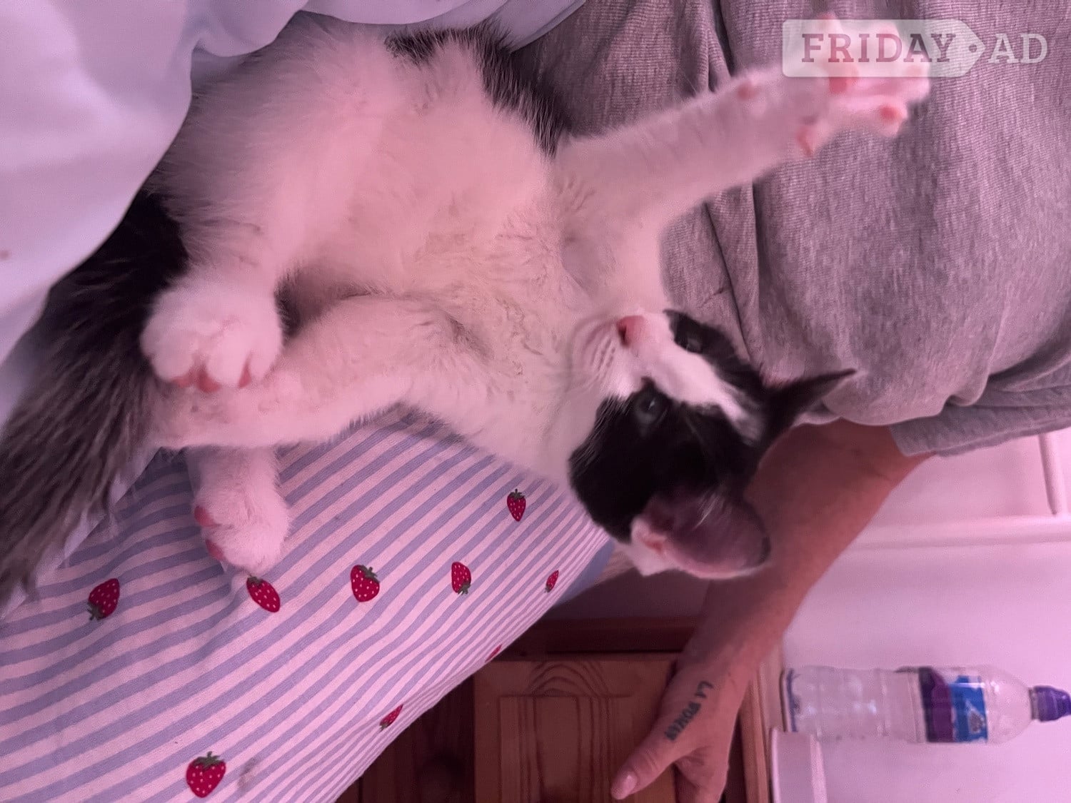 Kittens for sale!  - Cats & Kittens in Heathfield
