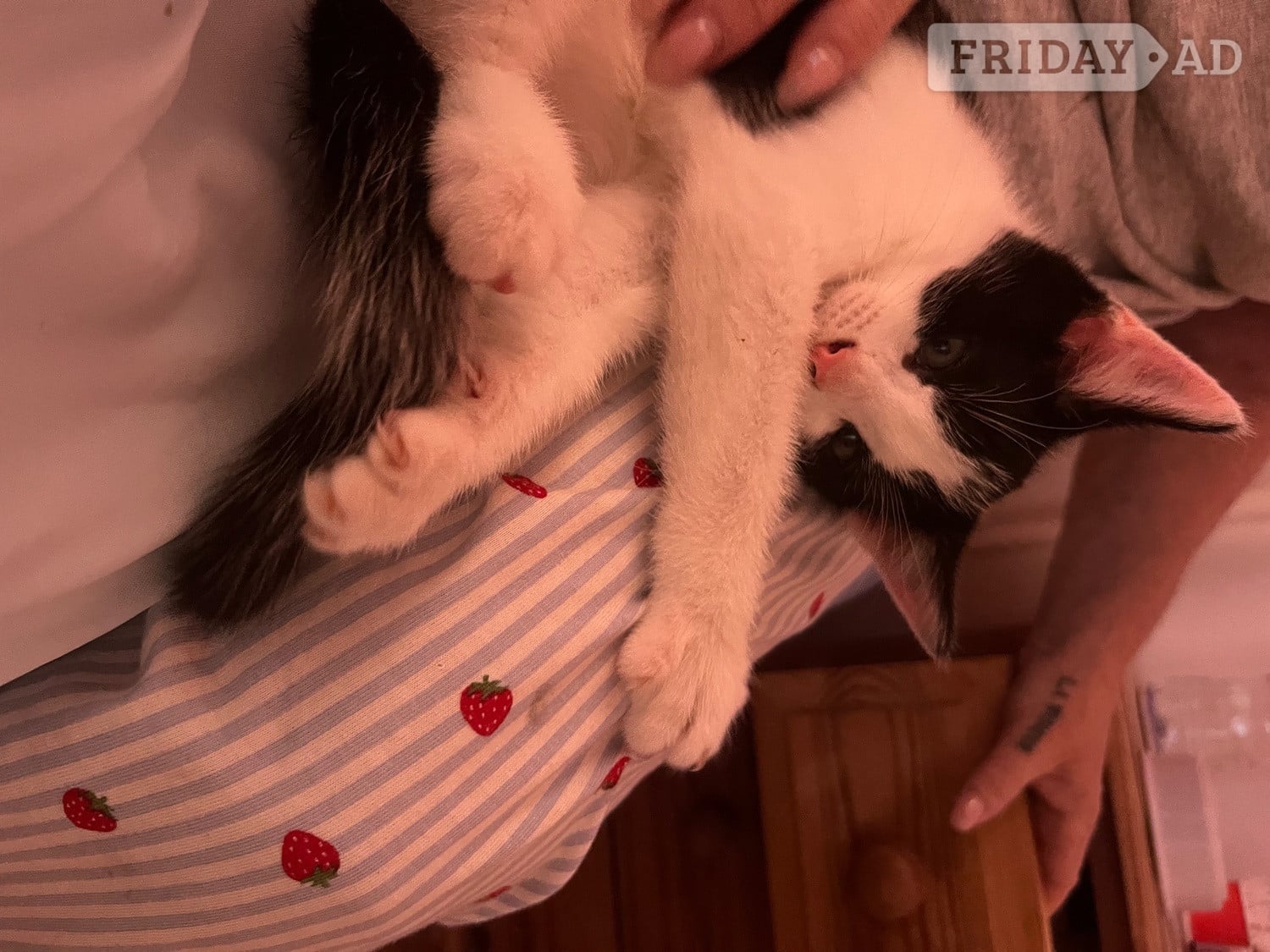 Kittens for sale!  - Cats & Kittens