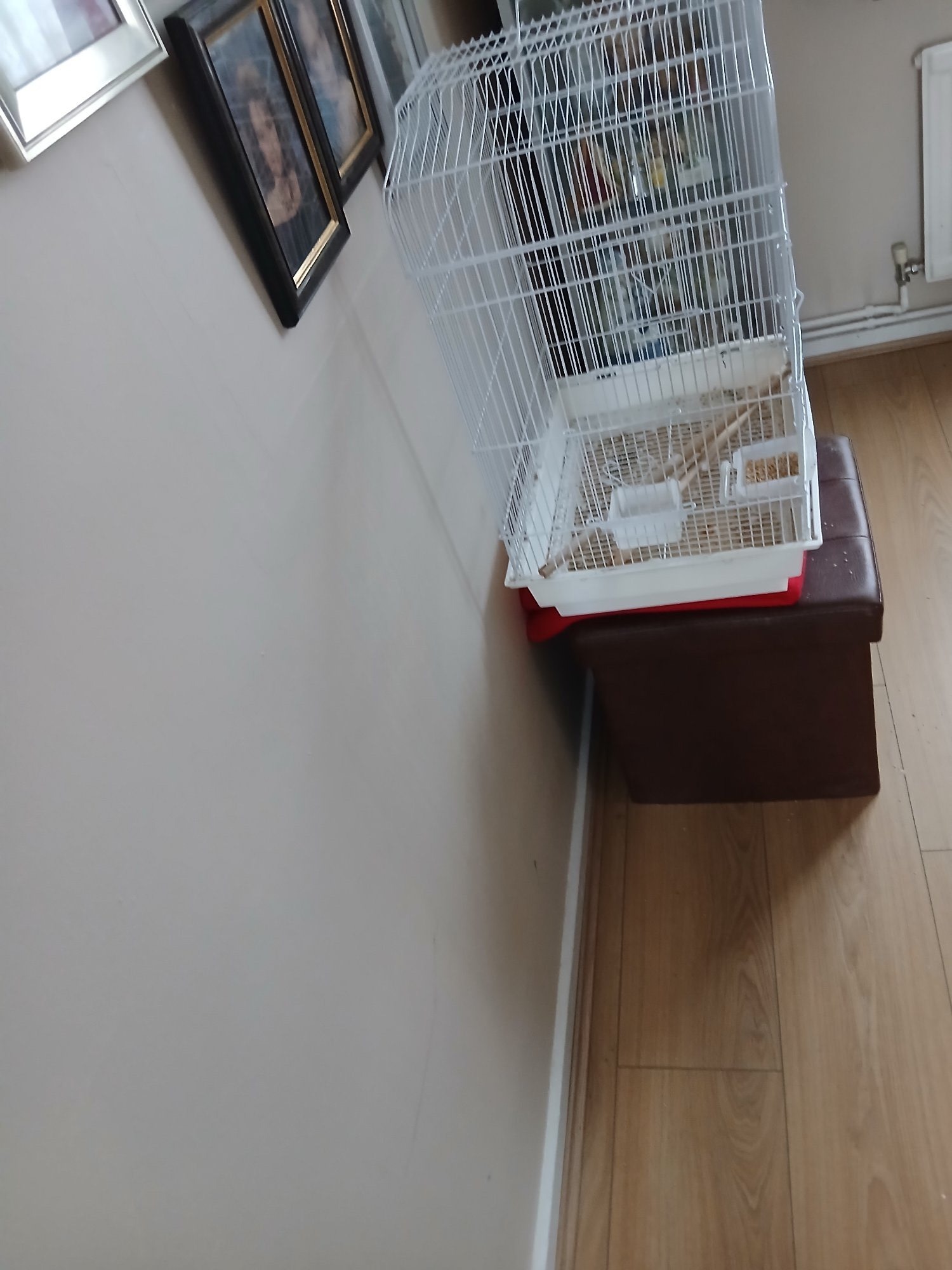 White budie cage good condition 2 perches and 2 food dishes