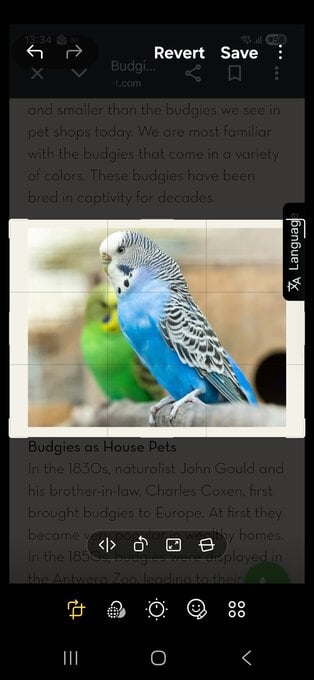 Budgies for sale  multi colours contact.0747985220