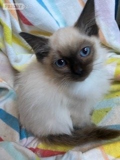 Birman Seal Point and Blue Point kittens for sale