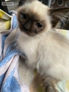 Birman Seal Point and Blue Point kittens for sale - Cats & Kittens in Birmingham