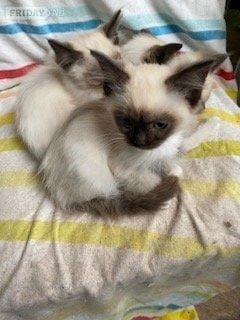 Birman Seal Point and Blue Point kittens for sale - Cats & Kittens